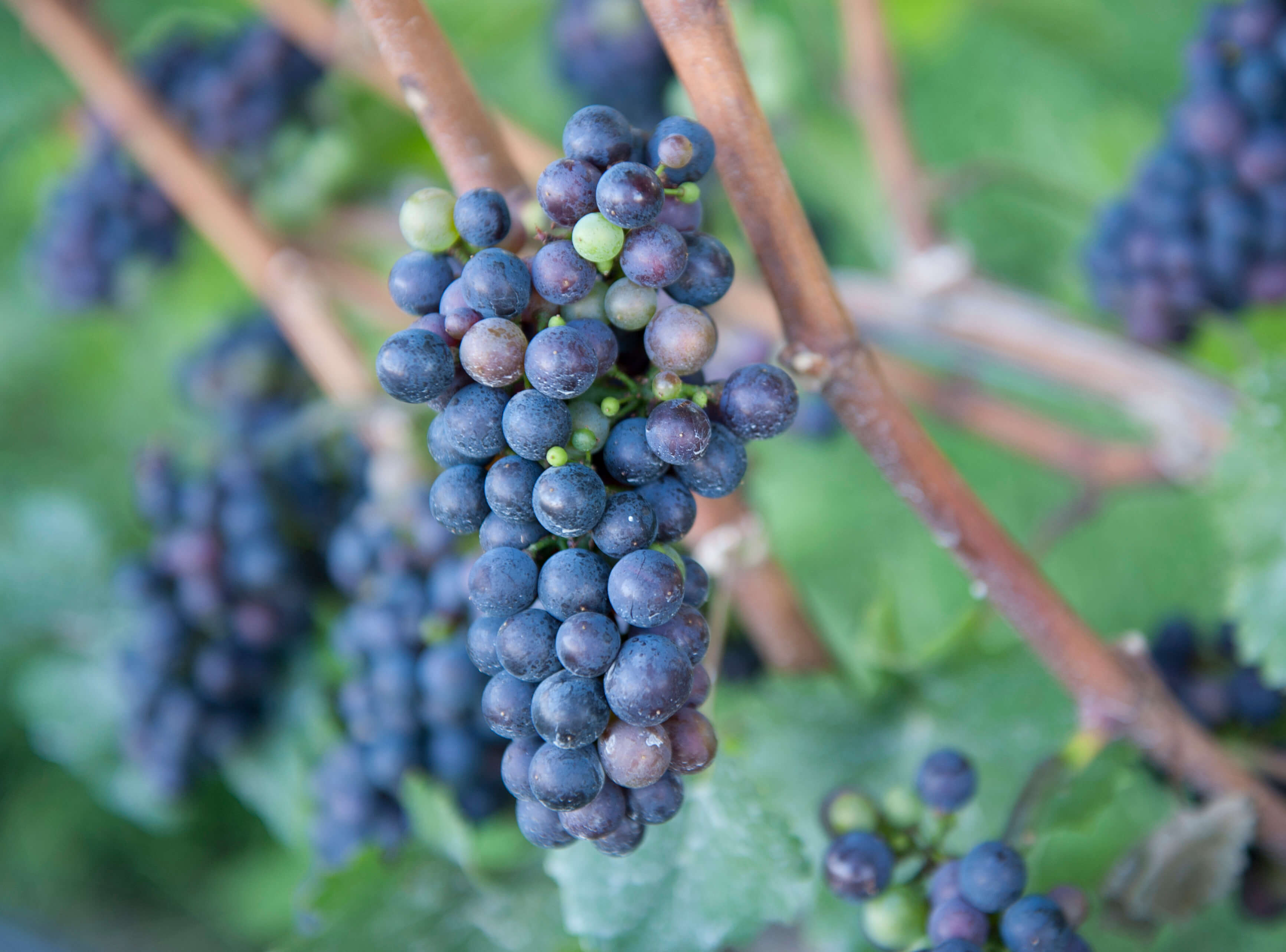 Finger Lakes Federal Credit Union